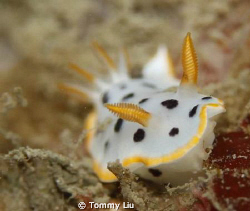 Just a Nudi~ by Tommy Liu 